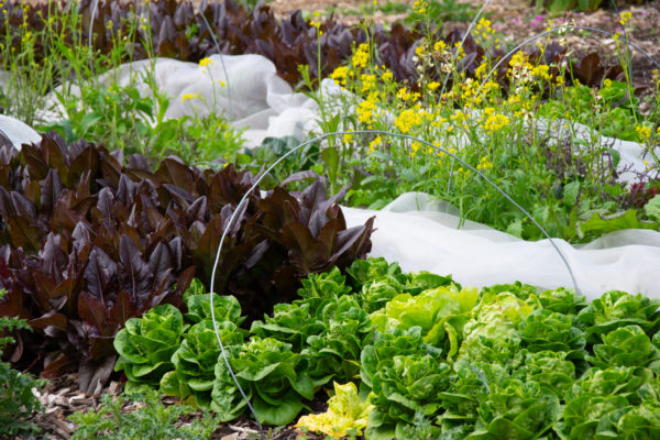 Vegetables growing at the GREAT Zerodig market garden on the RAU campus