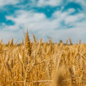 Wheat field