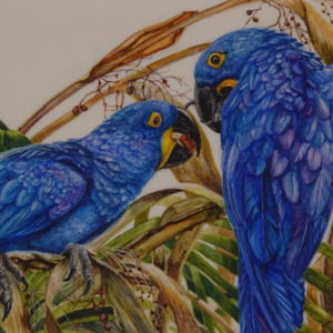 Two painted blue parrots